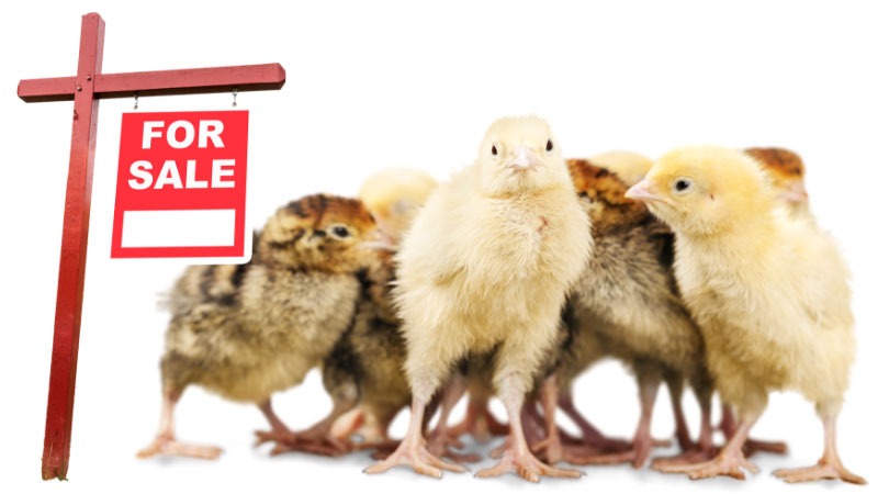 Where can I buy a chicken in the UK? Chickens for sale
